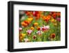 Poppies in Full Bloom-Terry Eggers-Framed Photographic Print