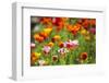 Poppies in Full Bloom-Terry Eggers-Framed Photographic Print