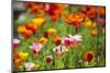 Poppies in Full Bloom-Terry Eggers-Mounted Photographic Print