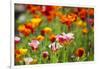 Poppies in Full Bloom-Terry Eggers-Framed Photographic Print