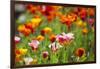 Poppies in Full Bloom-Terry Eggers-Framed Photographic Print