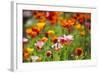 Poppies in Full Bloom-Terry Eggers-Framed Photographic Print