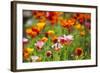 Poppies in Full Bloom-Terry Eggers-Framed Photographic Print