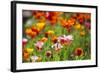 Poppies in Full Bloom-Terry Eggers-Framed Photographic Print