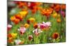 Poppies in Full Bloom-Terry Eggers-Mounted Photographic Print