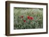 Poppies in Grain Field-Jurgen Ulmer-Framed Photographic Print