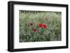 Poppies in Grain Field-Jurgen Ulmer-Framed Photographic Print