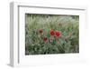 Poppies in Grain Field-Jurgen Ulmer-Framed Photographic Print