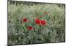 Poppies in Grain Field-Jurgen Ulmer-Mounted Photographic Print