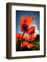 Poppies in my Garden-Ursula Abresch-Framed Photographic Print