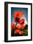 Poppies in my Garden-Ursula Abresch-Framed Photographic Print