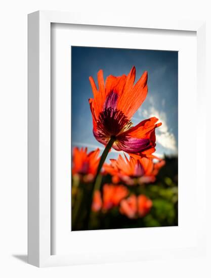 Poppies in my Garden-Ursula Abresch-Framed Photographic Print