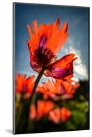 Poppies in my Garden-Ursula Abresch-Mounted Photographic Print