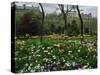 Poppies in Parc De Monceau, Paris, France, Europe-Nigel Francis-Stretched Canvas