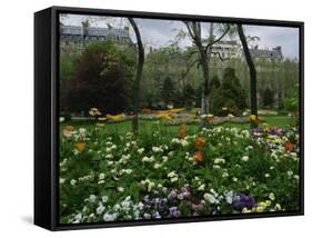 Poppies in Parc De Monceau, Paris, France, Europe-Nigel Francis-Framed Stretched Canvas