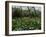 Poppies in Parc De Monceau, Paris, France, Europe-Nigel Francis-Framed Photographic Print