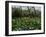 Poppies in Parc De Monceau, Paris, France, Europe-Nigel Francis-Framed Photographic Print