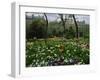 Poppies in Parc De Monceau, Paris, France, Europe-Nigel Francis-Framed Photographic Print