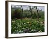 Poppies in Parc De Monceau, Paris, France, Europe-Nigel Francis-Framed Photographic Print