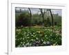 Poppies in Parc De Monceau, Paris, France, Europe-Nigel Francis-Framed Photographic Print