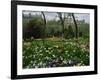 Poppies in Parc De Monceau, Paris, France, Europe-Nigel Francis-Framed Photographic Print