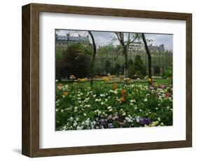 Poppies in Parc De Monceau, Paris, France, Europe-Nigel Francis-Framed Photographic Print