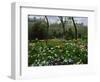 Poppies in Parc De Monceau, Paris, France, Europe-Nigel Francis-Framed Photographic Print