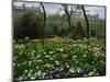 Poppies in Parc De Monceau, Paris, France, Europe-Nigel Francis-Mounted Photographic Print