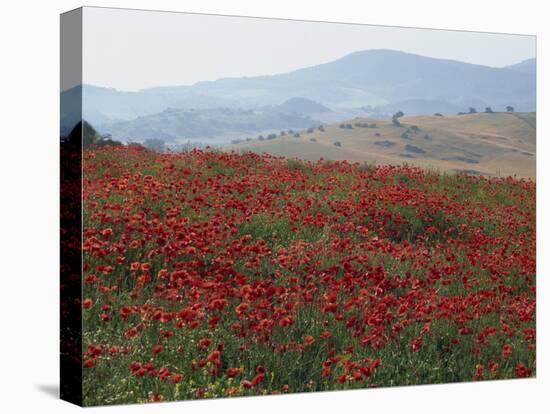 Poppies in Rolling Landscape, Near Olvera, Cadiz, Andalucia, Spain, Europe-Tomlinson Ruth-Stretched Canvas
