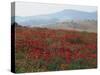 Poppies in Rolling Landscape, Near Olvera, Cadiz, Andalucia, Spain, Europe-Tomlinson Ruth-Stretched Canvas