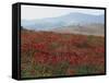 Poppies in Rolling Landscape, Near Olvera, Cadiz, Andalucia, Spain, Europe-Tomlinson Ruth-Framed Stretched Canvas