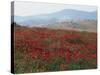 Poppies in Rolling Landscape, Near Olvera, Cadiz, Andalucia, Spain, Europe-Tomlinson Ruth-Stretched Canvas