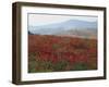 Poppies in Rolling Landscape, Near Olvera, Cadiz, Andalucia, Spain, Europe-Tomlinson Ruth-Framed Photographic Print