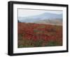 Poppies in Rolling Landscape, Near Olvera, Cadiz, Andalucia, Spain, Europe-Tomlinson Ruth-Framed Photographic Print