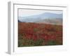 Poppies in Rolling Landscape, Near Olvera, Cadiz, Andalucia, Spain, Europe-Tomlinson Ruth-Framed Photographic Print