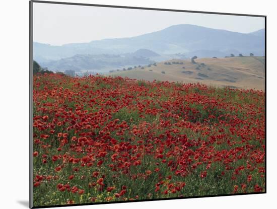 Poppies in Rolling Landscape, Near Olvera, Cadiz, Andalucia, Spain, Europe-Tomlinson Ruth-Mounted Photographic Print