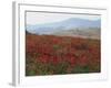 Poppies in Rolling Landscape, Near Olvera, Cadiz, Andalucia, Spain, Europe-Tomlinson Ruth-Framed Photographic Print