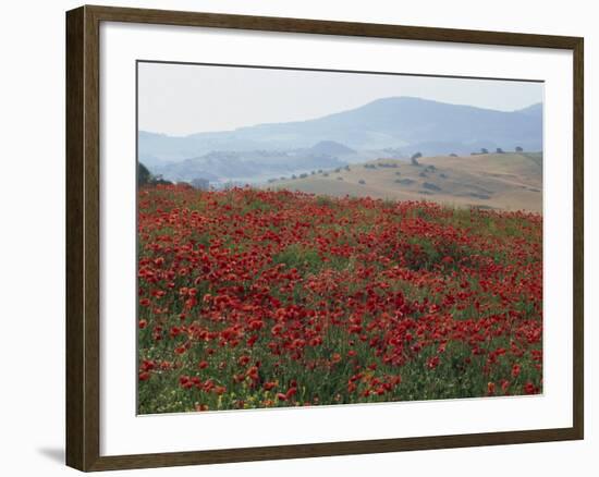 Poppies in Rolling Landscape, Near Olvera, Cadiz, Andalucia, Spain, Europe-Tomlinson Ruth-Framed Photographic Print
