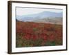 Poppies in Rolling Landscape, Near Olvera, Cadiz, Andalucia, Spain, Europe-Tomlinson Ruth-Framed Photographic Print