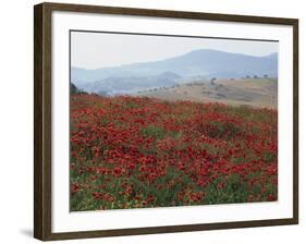 Poppies in Rolling Landscape, Near Olvera, Cadiz, Andalucia, Spain, Europe-Tomlinson Ruth-Framed Photographic Print
