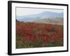 Poppies in Rolling Landscape, Near Olvera, Cadiz, Andalucia, Spain, Europe-Tomlinson Ruth-Framed Photographic Print