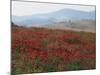 Poppies in Rolling Landscape, Near Olvera, Cadiz, Andalucia, Spain, Europe-Tomlinson Ruth-Mounted Photographic Print