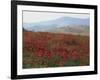 Poppies in Rolling Landscape, Near Olvera, Cadiz, Andalucia, Spain, Europe-Tomlinson Ruth-Framed Photographic Print