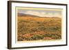 Poppies in San Luis Obispo-null-Framed Art Print