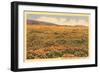 Poppies in San Luis Obispo-null-Framed Premium Giclee Print