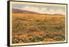 Poppies in San Luis Obispo-null-Framed Stretched Canvas