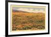 Poppies in San Luis Obispo-null-Framed Art Print