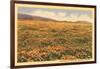 Poppies in San Luis Obispo-null-Framed Art Print