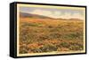 Poppies in San Luis Obispo-null-Framed Stretched Canvas