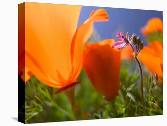 Poppies in Spring Bloom, Lancaster, California, USA-Terry Eggers-Stretched Canvas